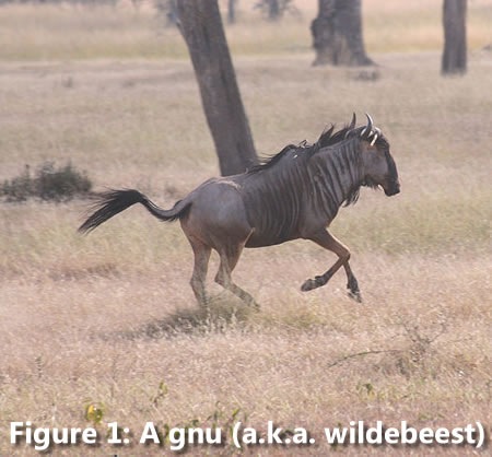 A gnu running through the veldt