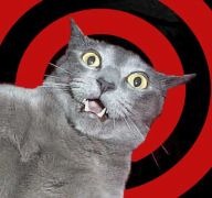Cat with shocked, mouth-agape expression