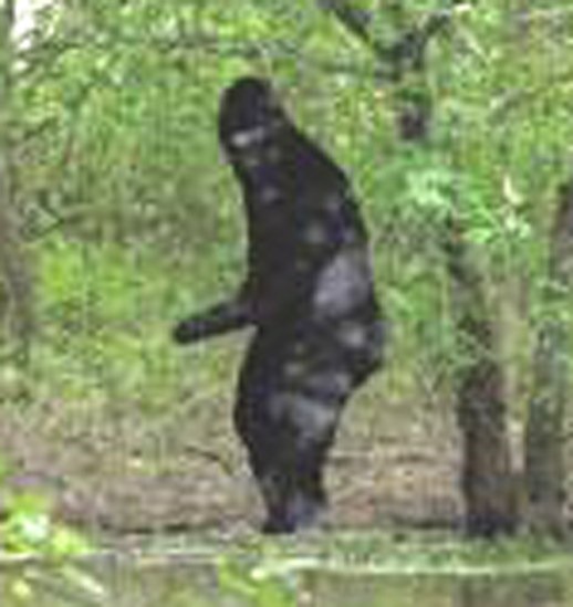 Bigfoot