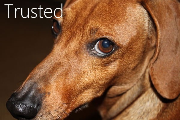 Trusted Honest-looking dachsund