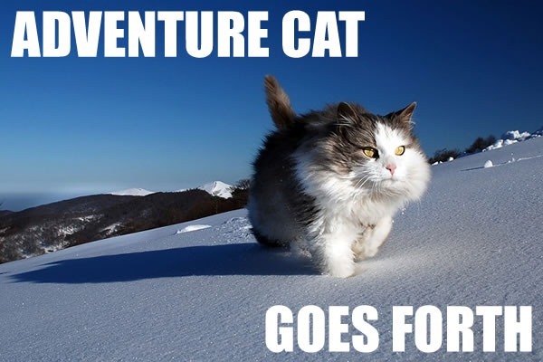adventure cat