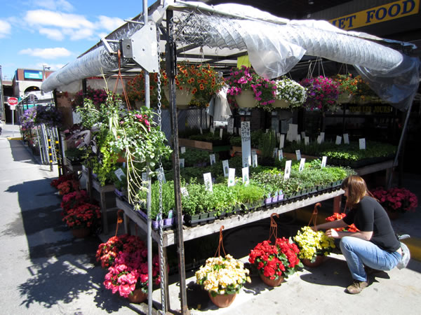 ByWard Market stall selling flowers and herbs