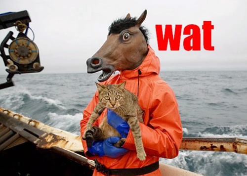 WAT: A donkey in an orange raincoat, standing on the deck of ship holding a tabby cat