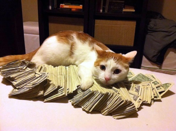 Cat sitting on a pile of money