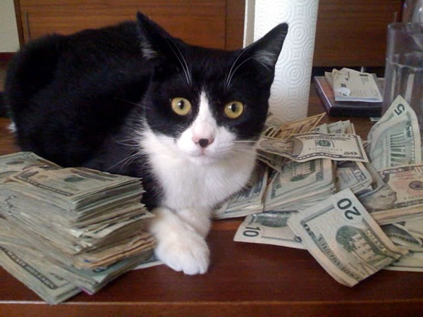 cat with money