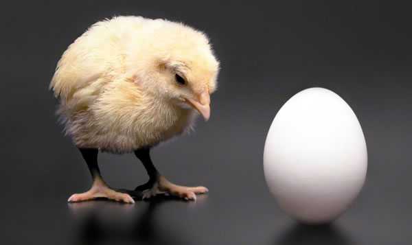 A chick looking at an egg.