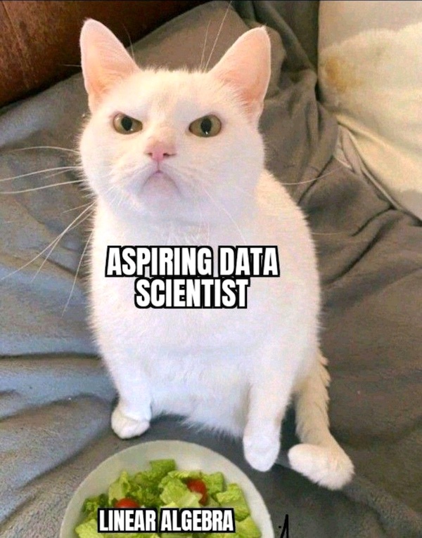 Angry cat glowering labeled “Aspiring data scientist” glowering in response to a salad bowl labeled “Linear algebra”.