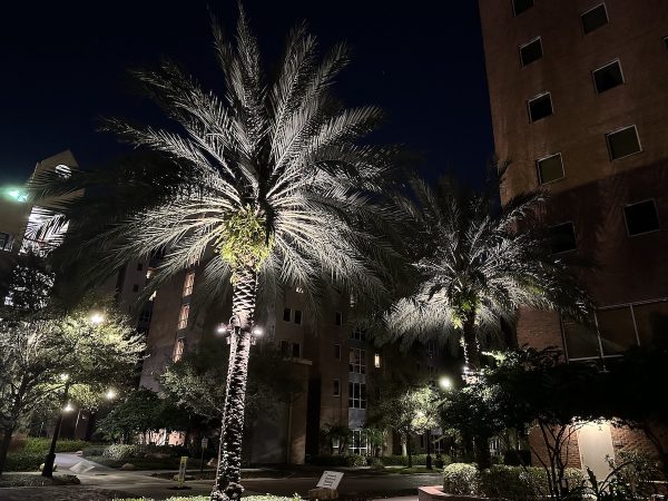 Illuminated palm trees at night outside the Lowth Entrepreneurship Center.
