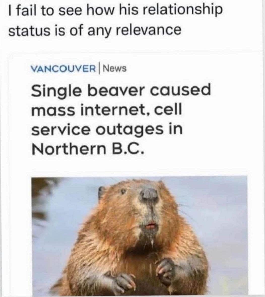 single-beaver-causes-internet-outage