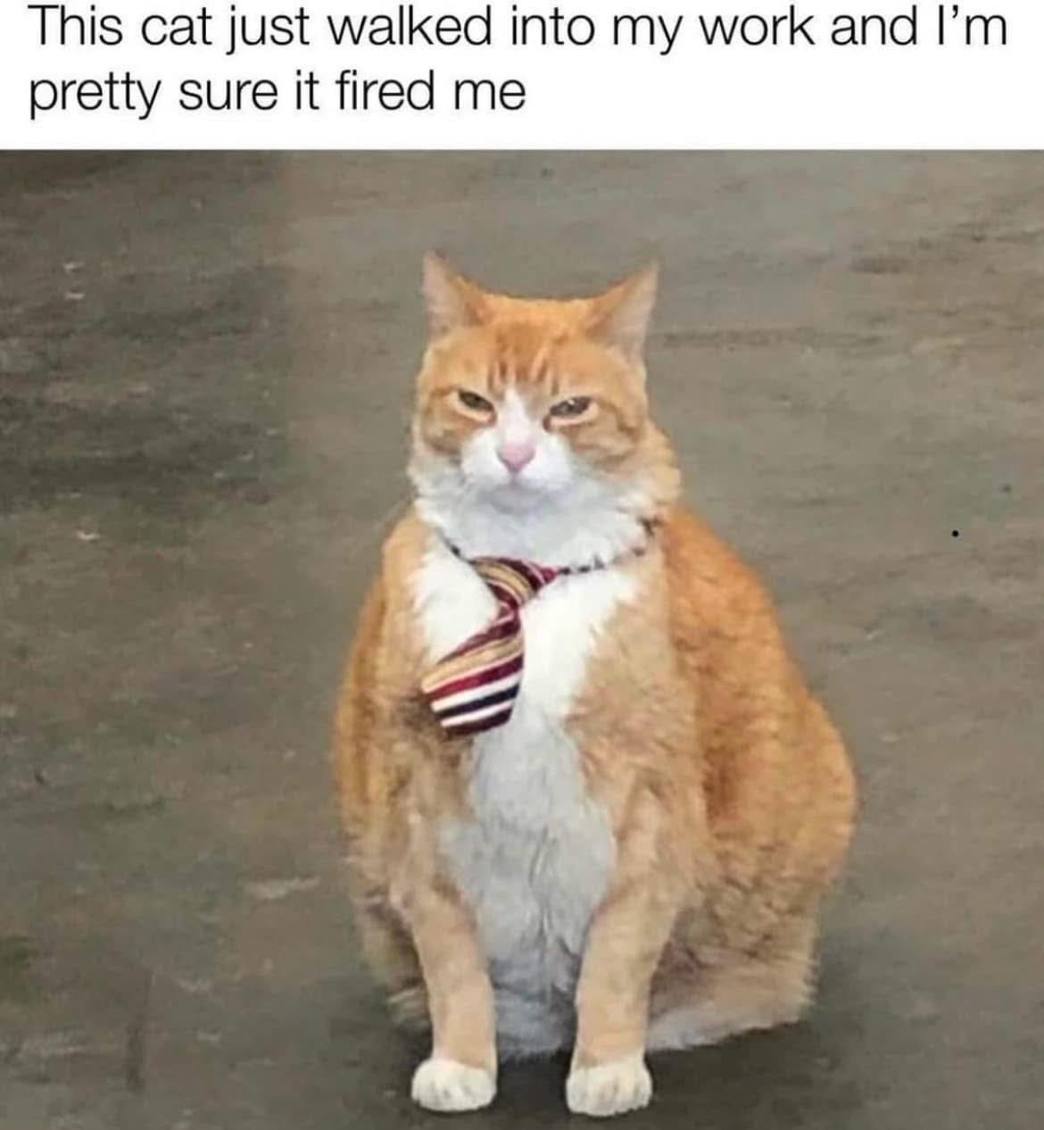 cat-walked-into-my-work