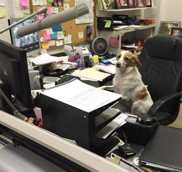 working-dog