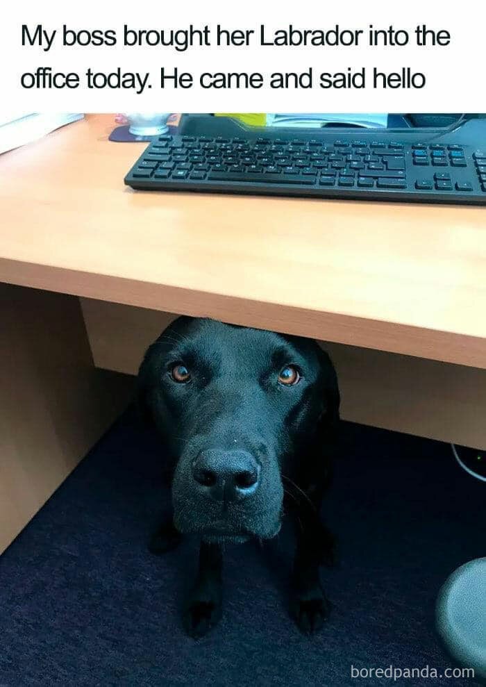 boss-brought-her-labrador-to-work