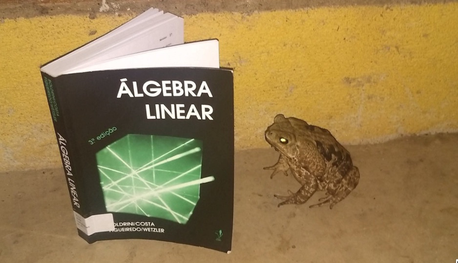 frog_looking_at_linear_algebra_book