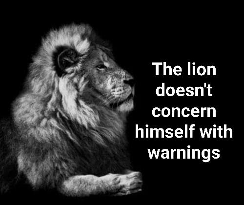 lion-doesnt-concern-himself-with-warnings